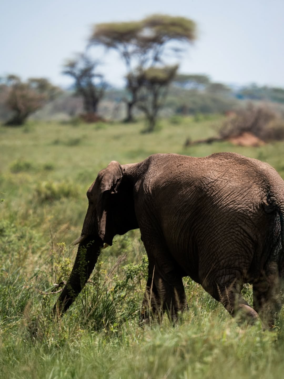 Luxury Tarangire Safari with Bush Walk & Balloon Ride — photo 2