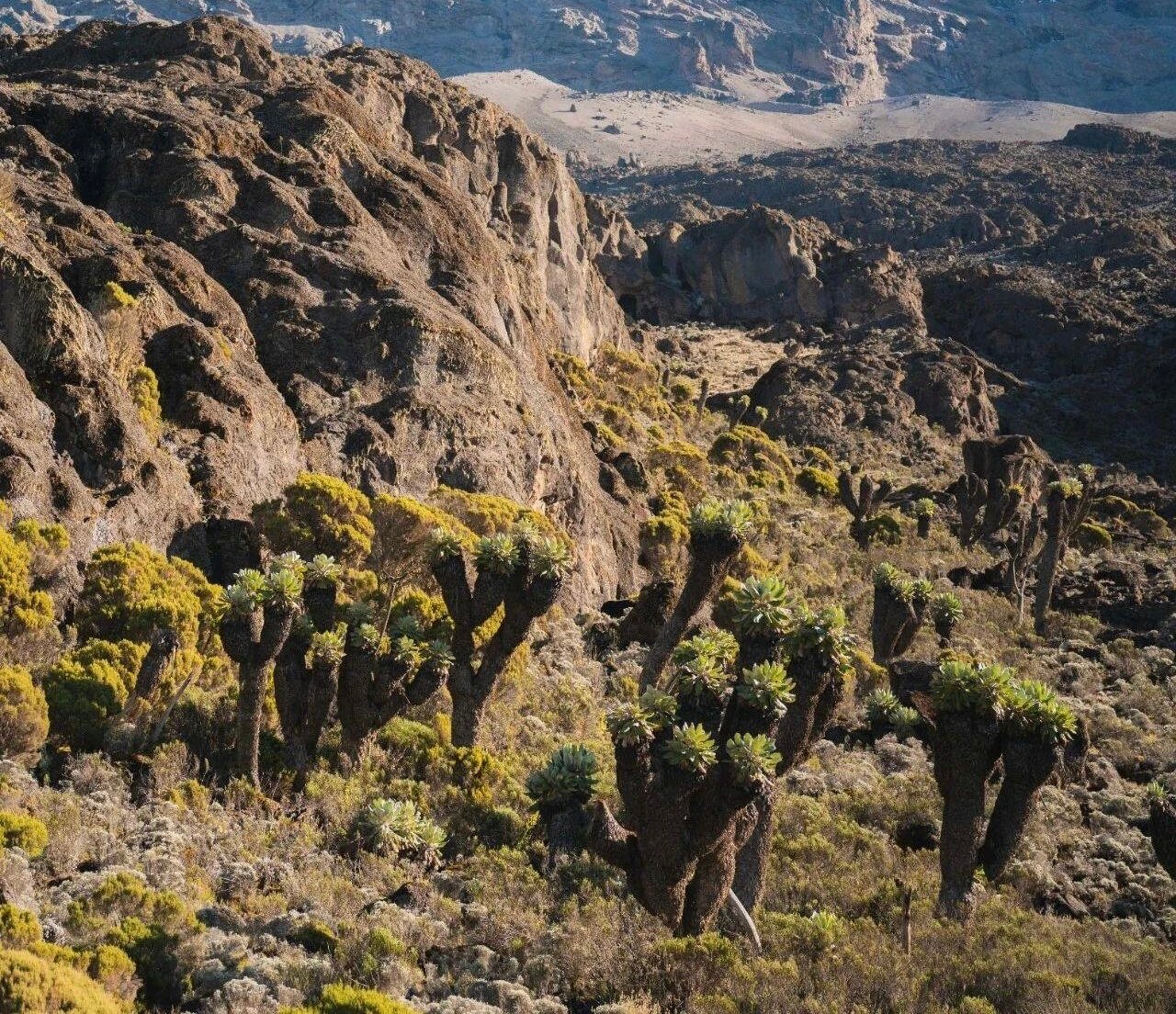 Machame Route — photo 2