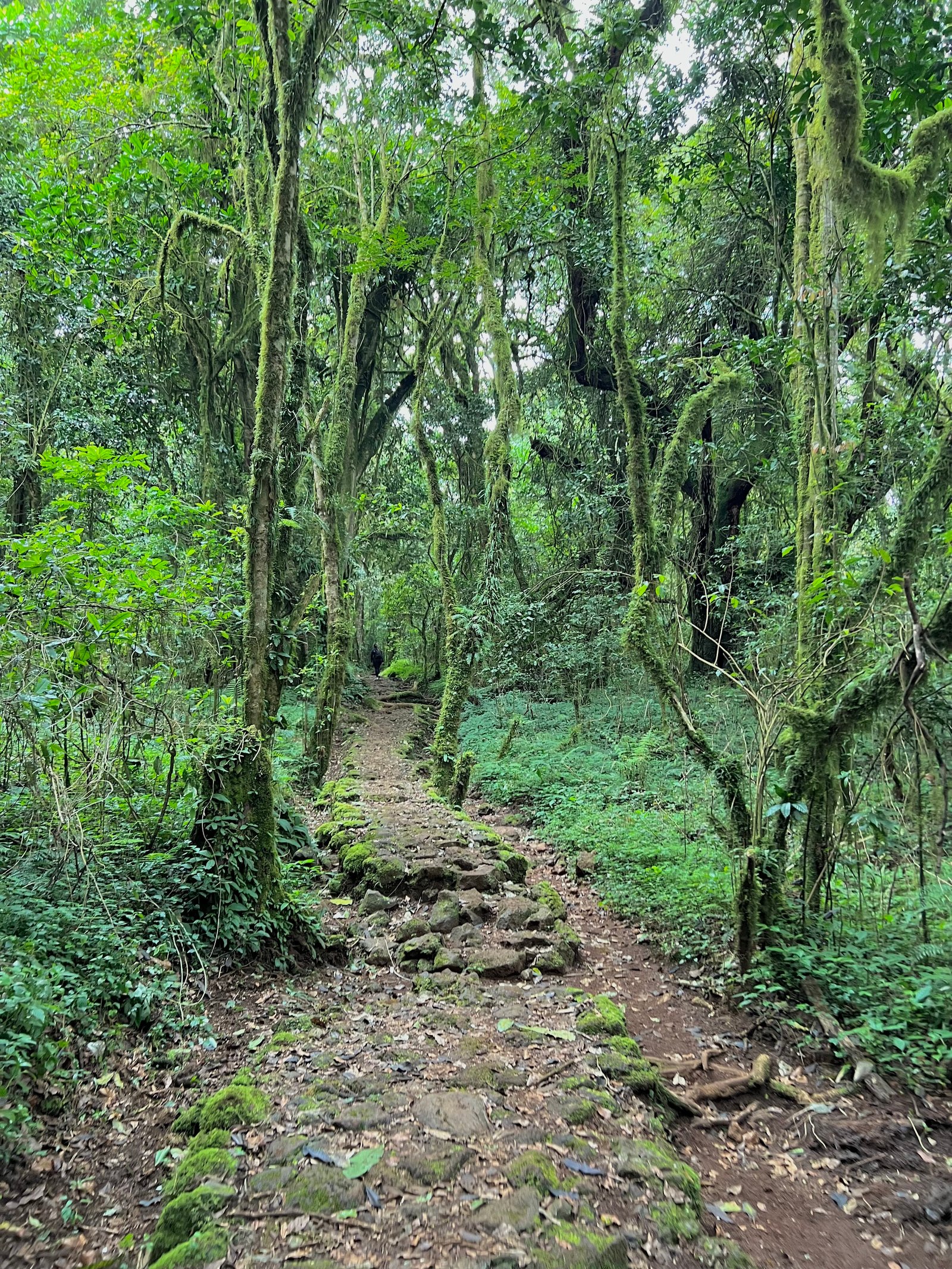 Marangu Route — photo 3