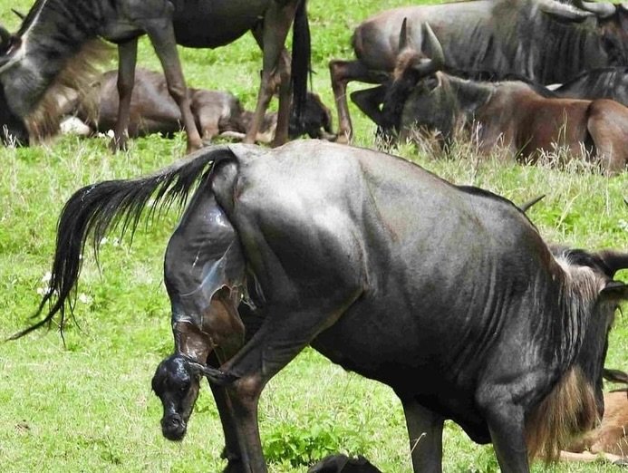 Migration & Calving Safari: Tarangire, Ngorongoro, Ndutu & Southern Serengeti — photo 2