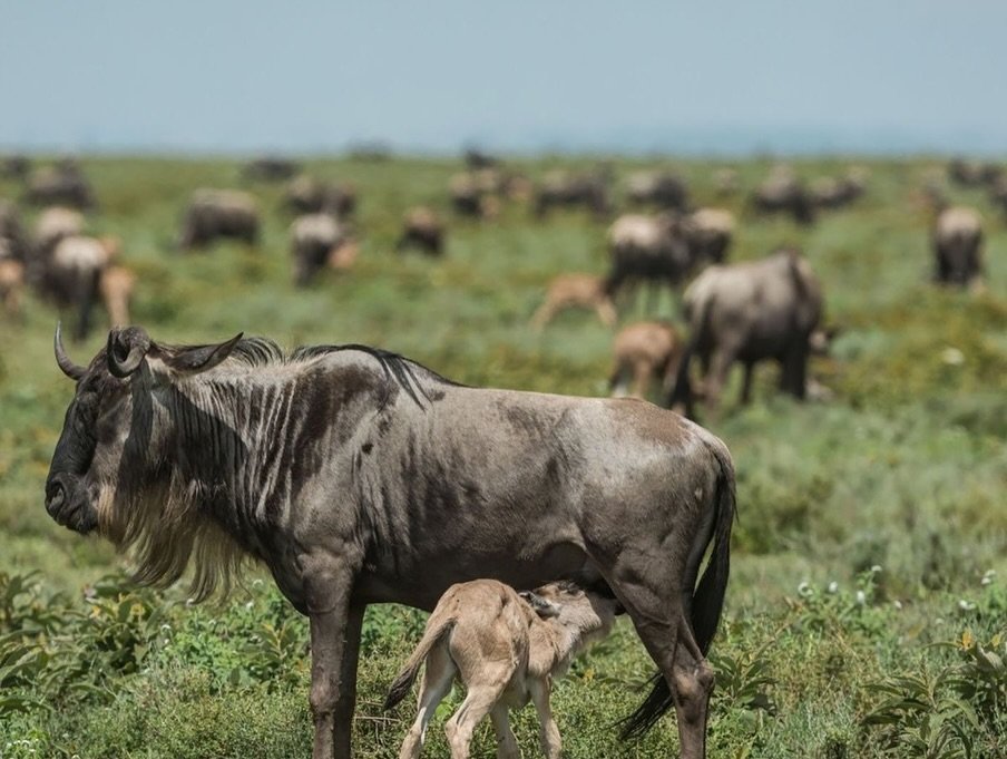 Migration & Calving Safari: Tarangire, Ngorongoro, Ndutu & Southern Serengeti — photo 3