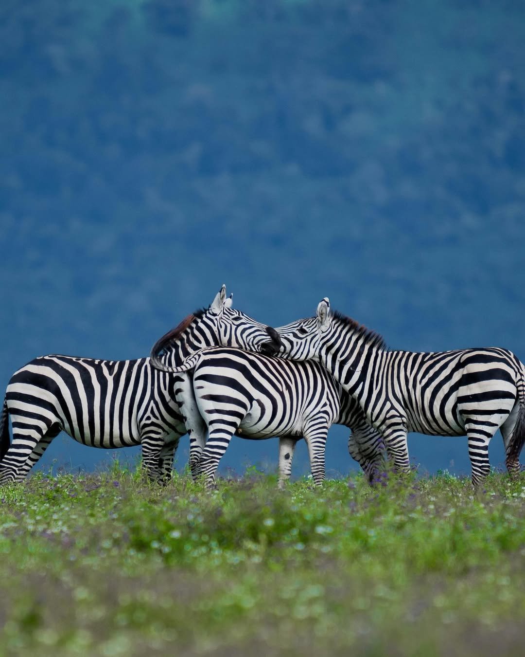 Migration & Calving Safari: Tarangire, Ngorongoro, Ndutu & Southern Serengeti — photo 4