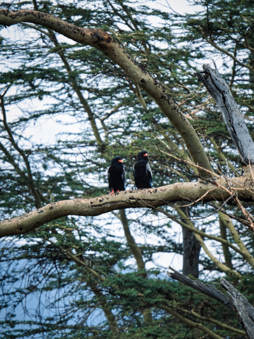 Ngorongoro 2-Day Trip: Sunrise on the Rim — photo 3