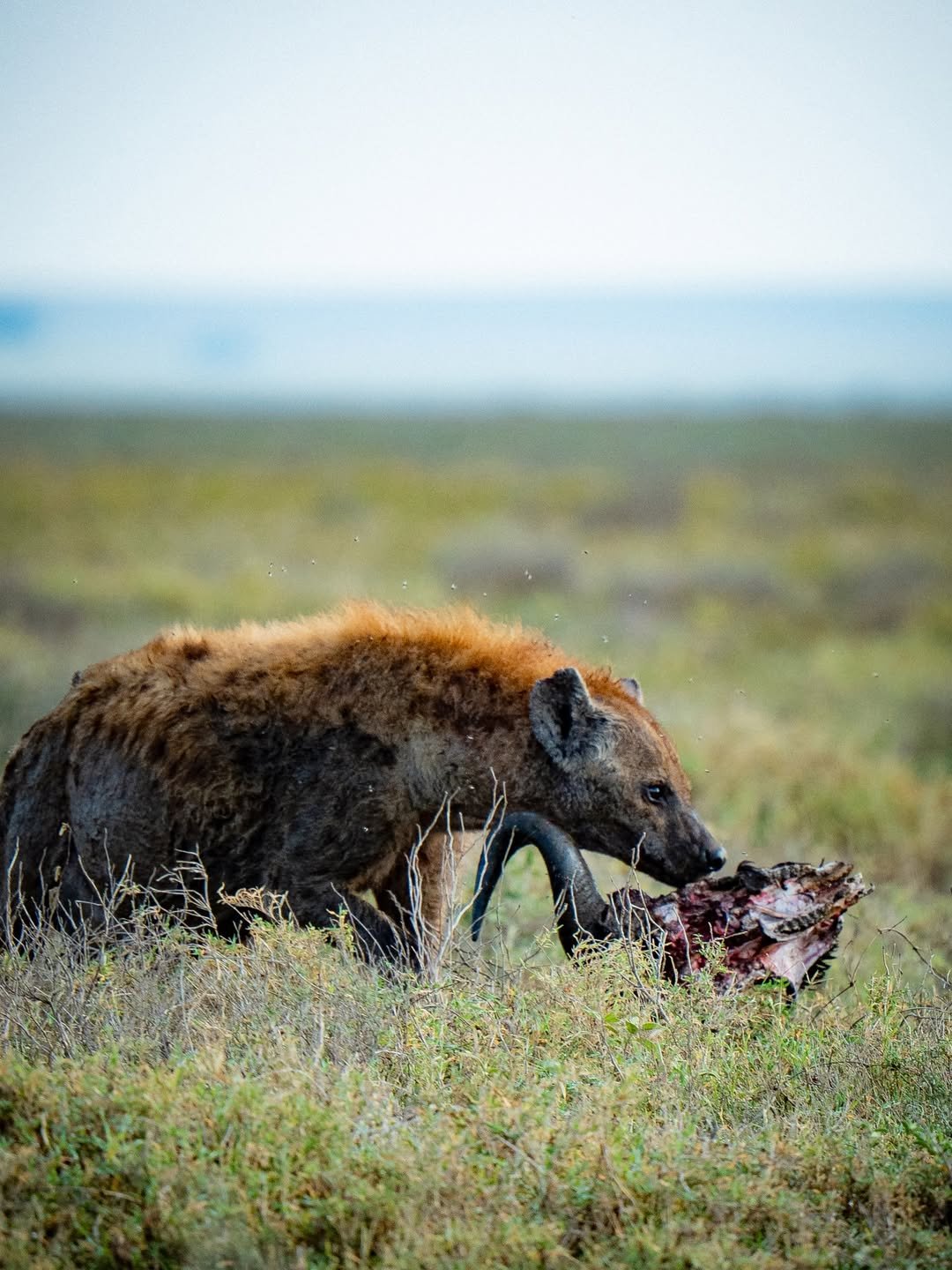 Ngorongoro 2-Day Trip: Sunrise on the Rim — photo 4