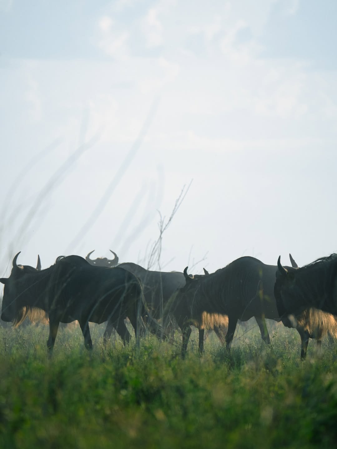 Luxury Safari: Ngorongoro, Lake Natron & Serengeti Migration in 7 Days — photo 3