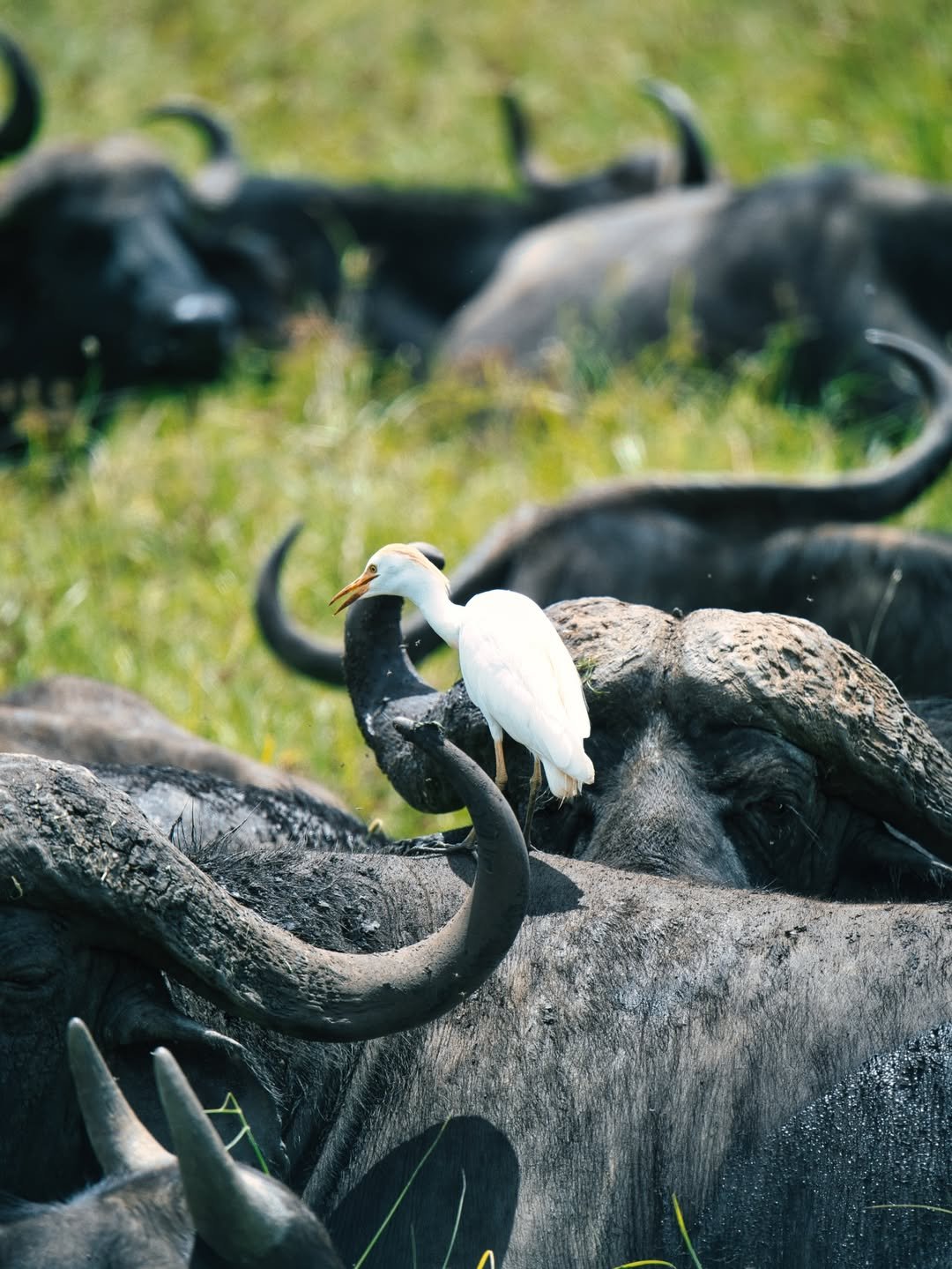 Luxury Safari: Ngorongoro, Lake Natron & Serengeti Migration in 7 Days — photo 4
