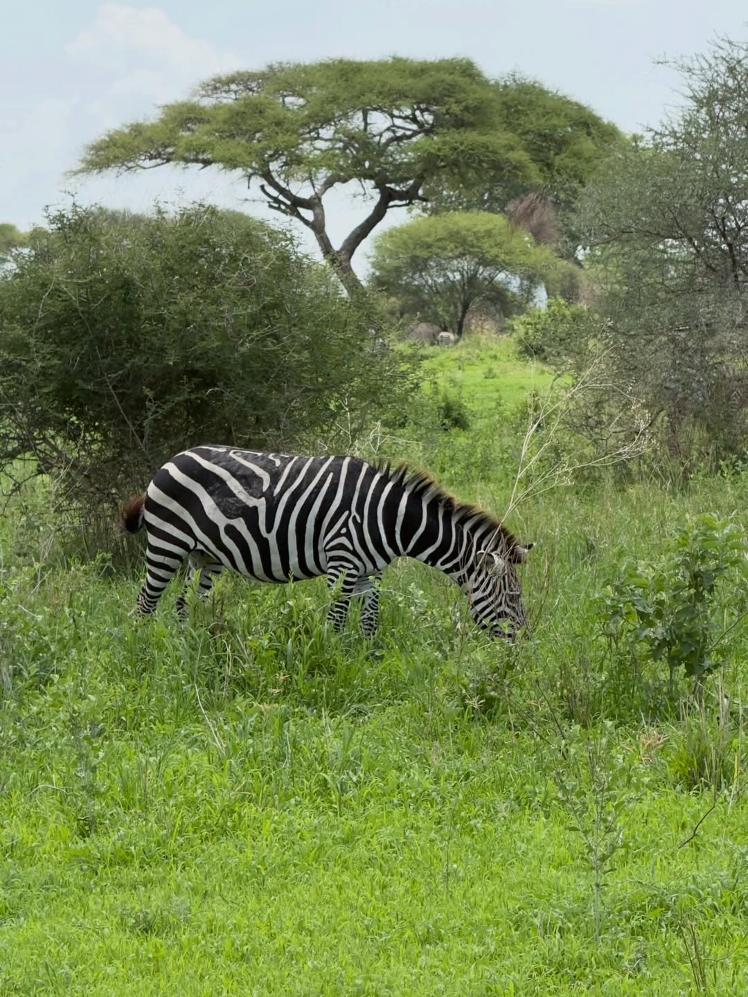 Safari Tour 'Oribi': 3-Day Tarangire & Ngorongoro Crater — photo 2