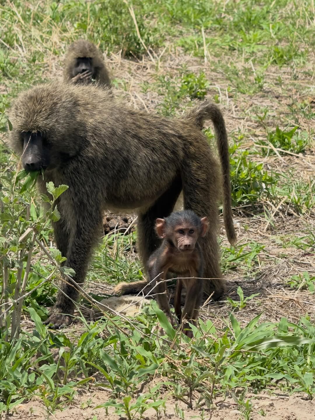 Safari Tour 'Oribi': 3-Day Tarangire & Ngorongoro Crater — photo 3