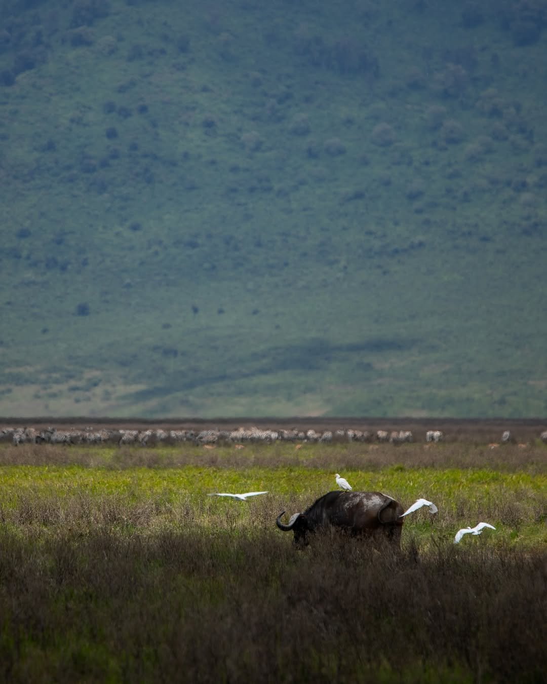 Safari Tour 'Oribi': 3-Day Tarangire & Ngorongoro Crater — photo 4