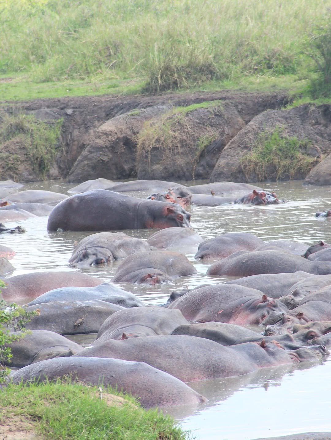 Safari Tour 'Oryx': 5-Day Lake Manyara, Serengeti & Ngorongoro Crater — photo 2