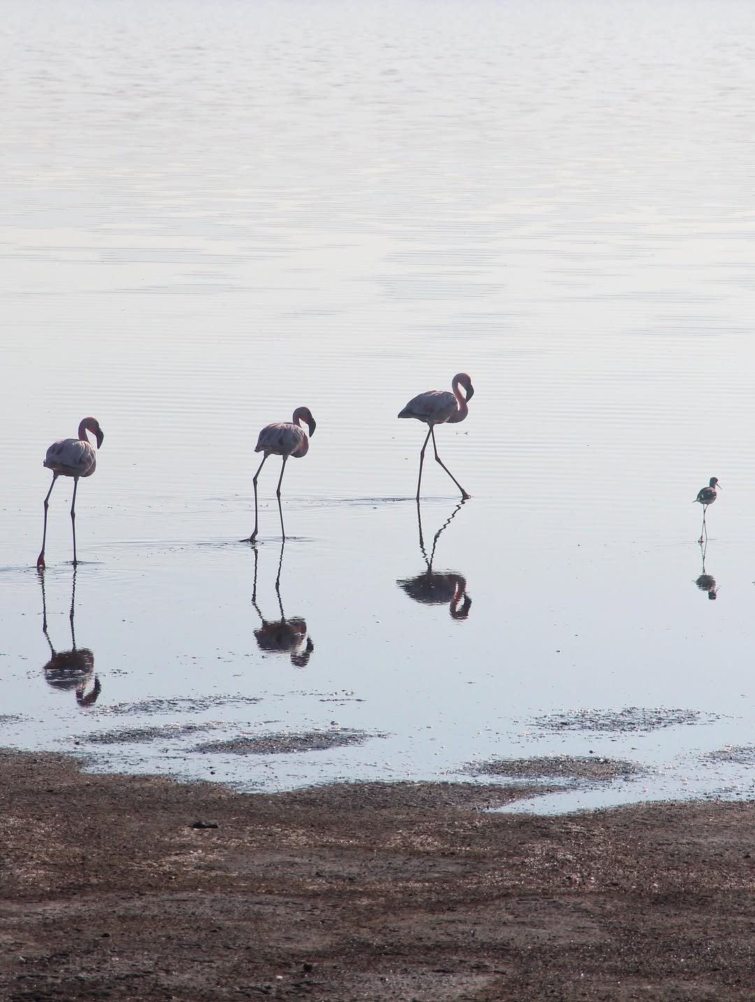 Safari Tour 'Oryx': 5-Day Lake Manyara, Serengeti & Ngorongoro Crater — photo 3