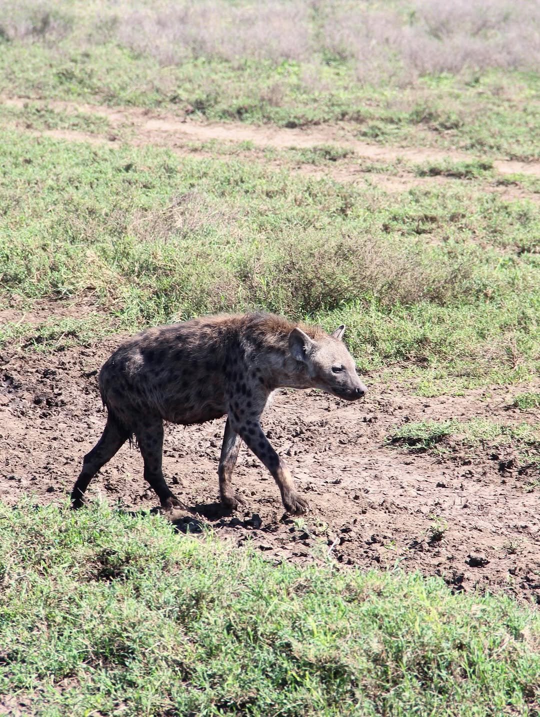 Safari Tour 'Oryx': 5-Day Lake Manyara, Serengeti & Ngorongoro Crater — photo 4