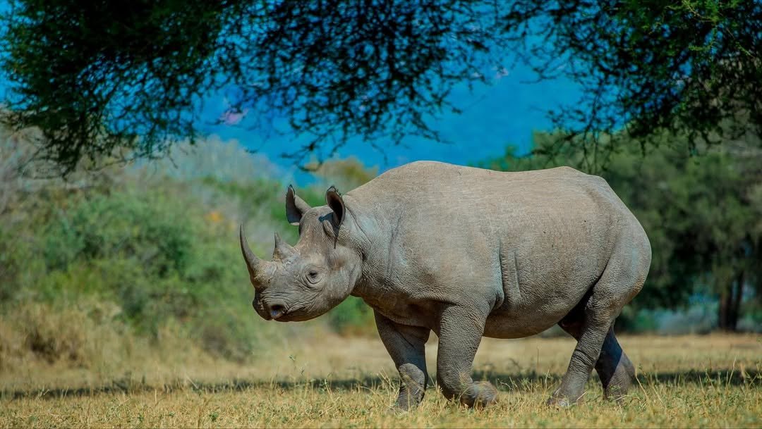 Rhino Safari in Mkomazi — photo 2