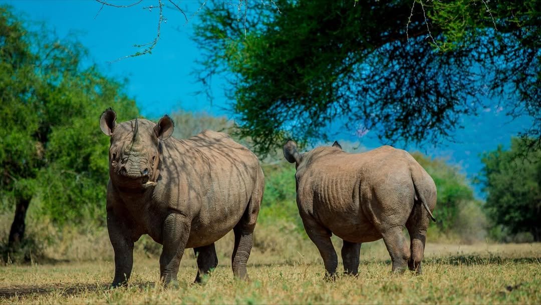 Rhino Safari in Mkomazi — photo 3