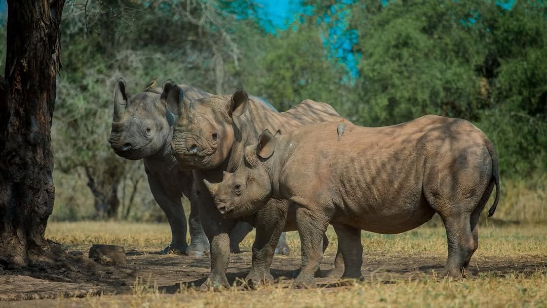 Rhino Safari in Mkomazi — photo 4
