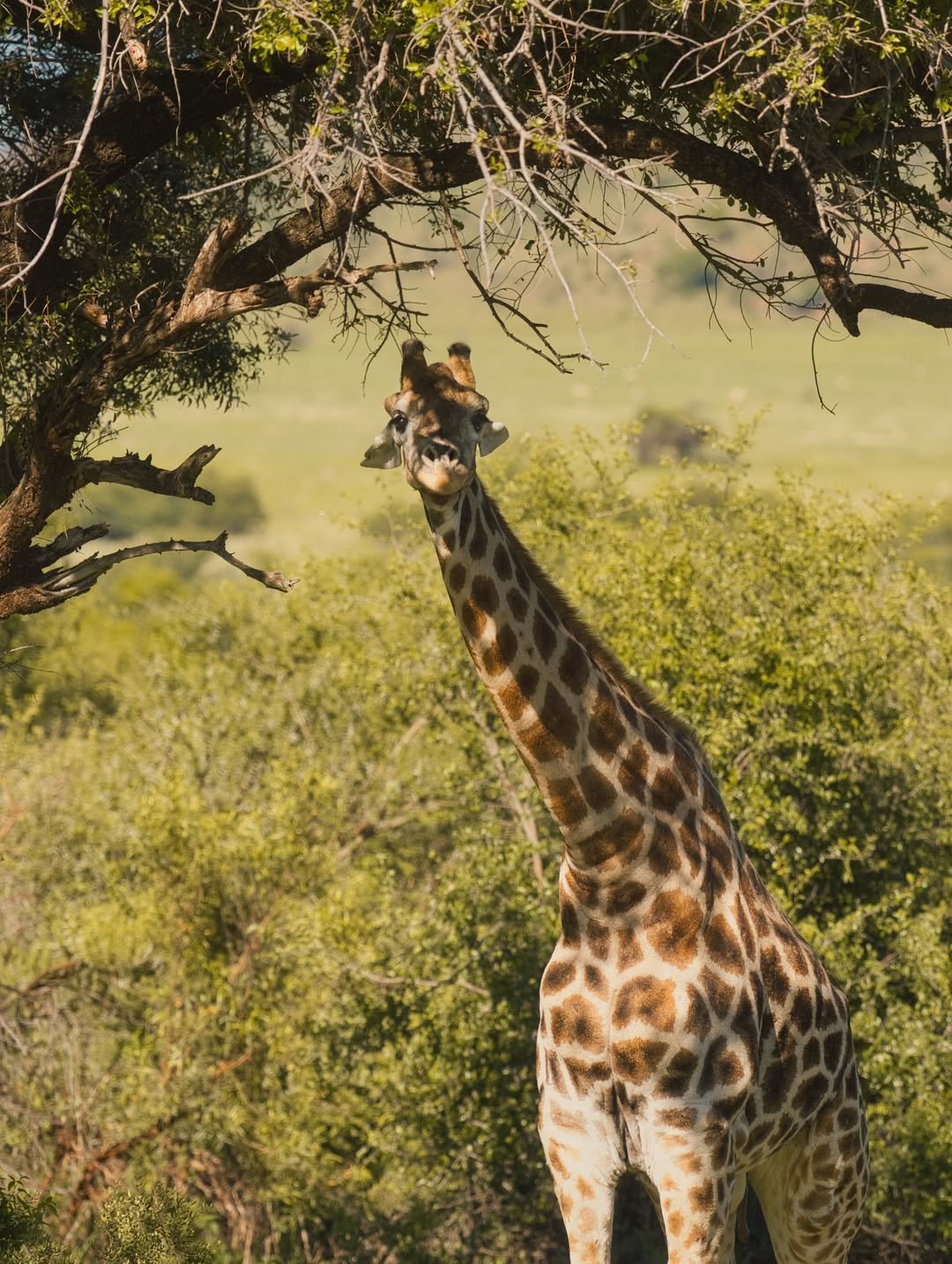 Serengeti Cheetah Safari & Game-drives in Tarangire & Ngorongoro — photo 2