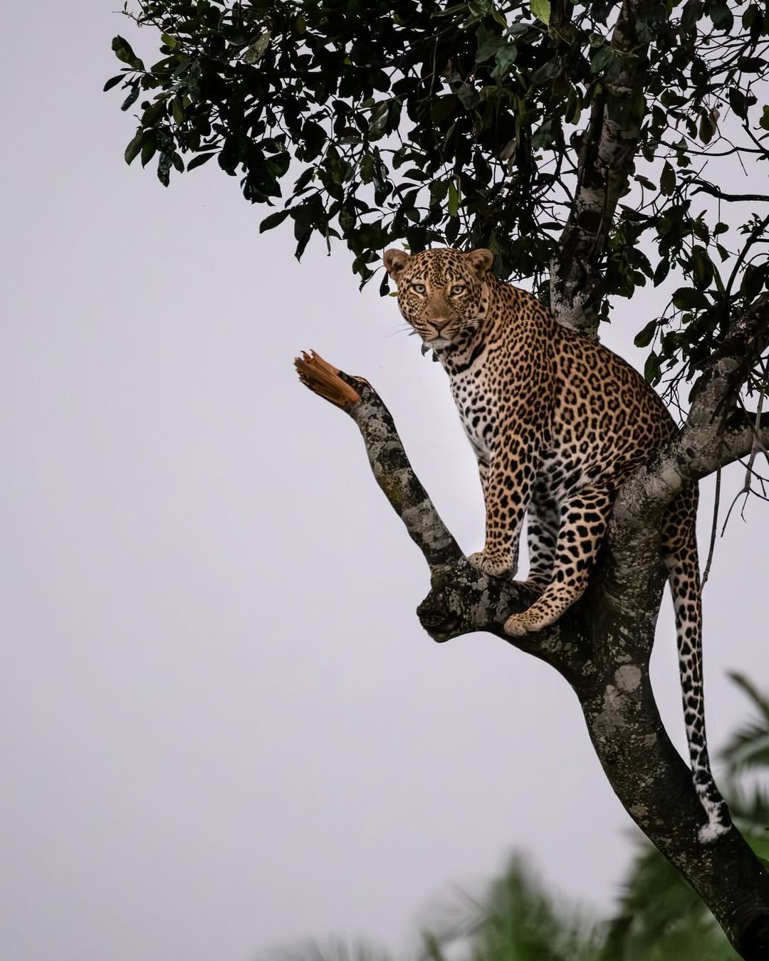 Serengeti Cheetah Safari & Game-drives in Tarangire & Ngorongoro — photo 3