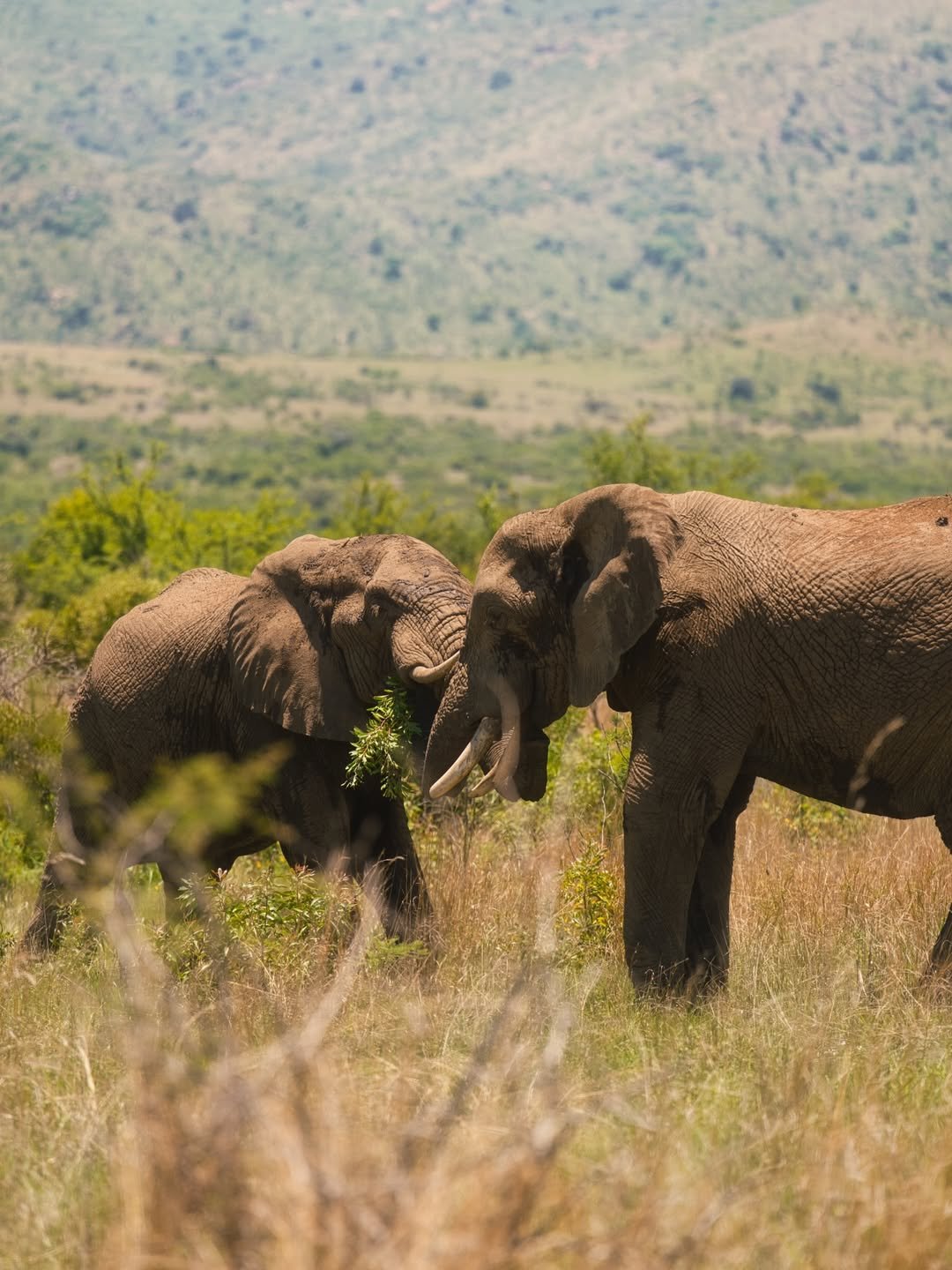 Serengeti Cheetah Safari & Game-drives in Tarangire & Ngorongoro — photo 4