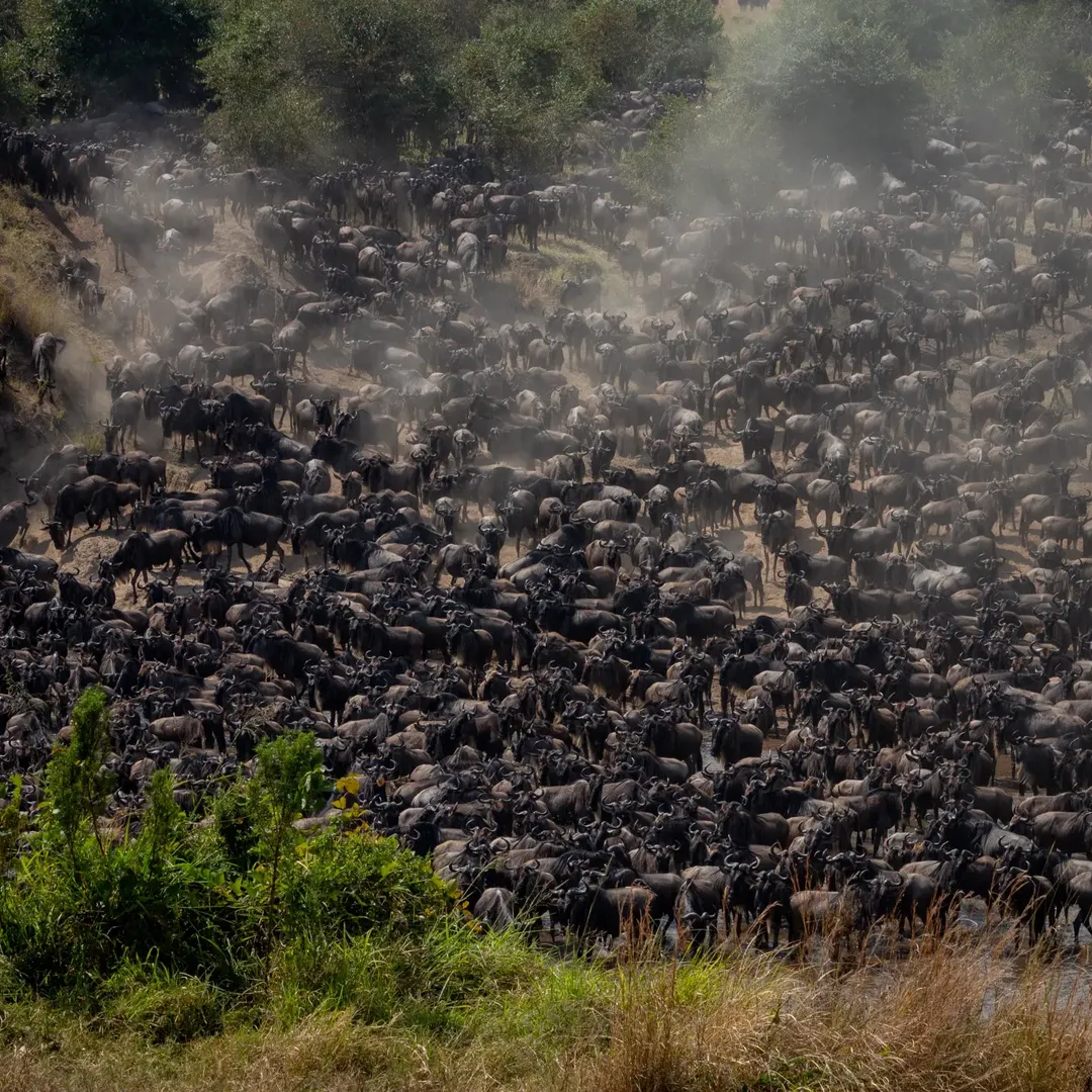 Serengeti Great Migration, Ngorongoro & Tarangire Safari — photo 2