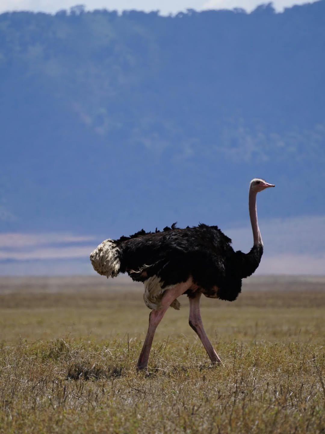 Serengeti Great Migration, Ngorongoro & Tarangire Safari — photo 4
