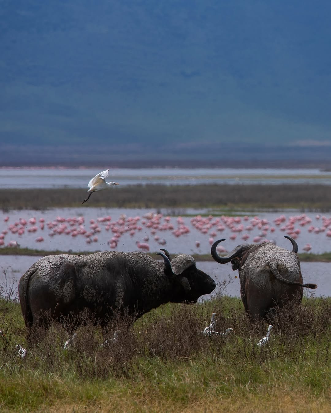 Safari Tour 'Steenbok': 3-Day Tarangire & Ngorongoro (Comfort) — photo 4