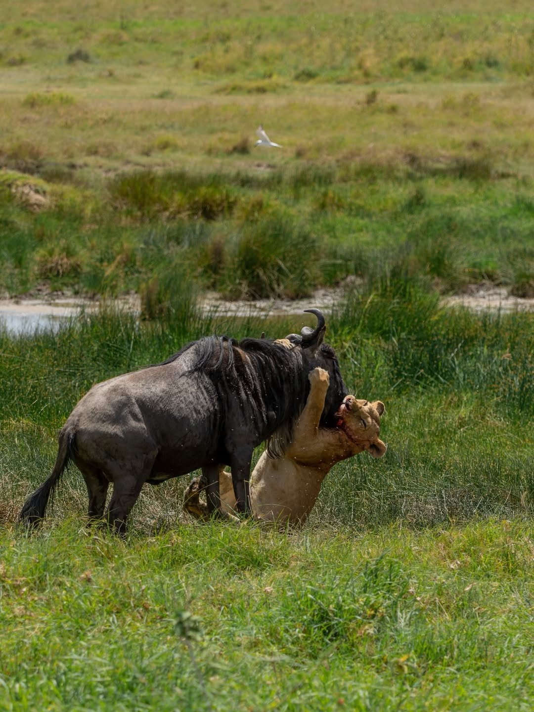 Safari Tour 'Suni': 2-Day Lake Manyara & Ngorongoro (Value) — photo 2