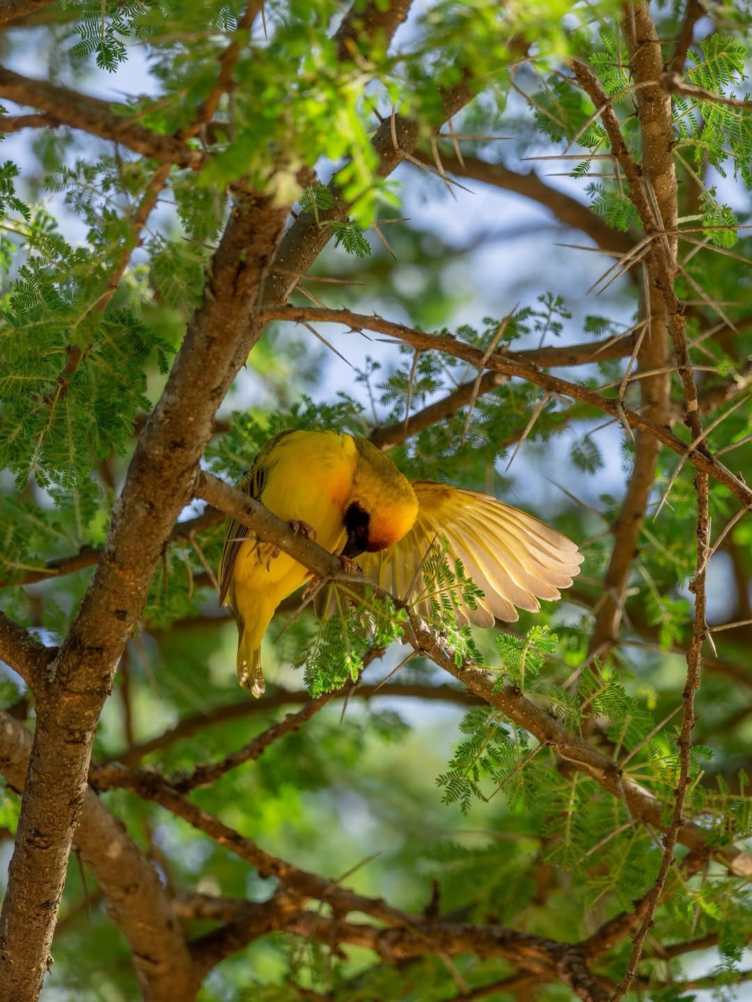 Safari Tour 'Suni': 2-Day Lake Manyara & Ngorongoro (Value) — photo 3