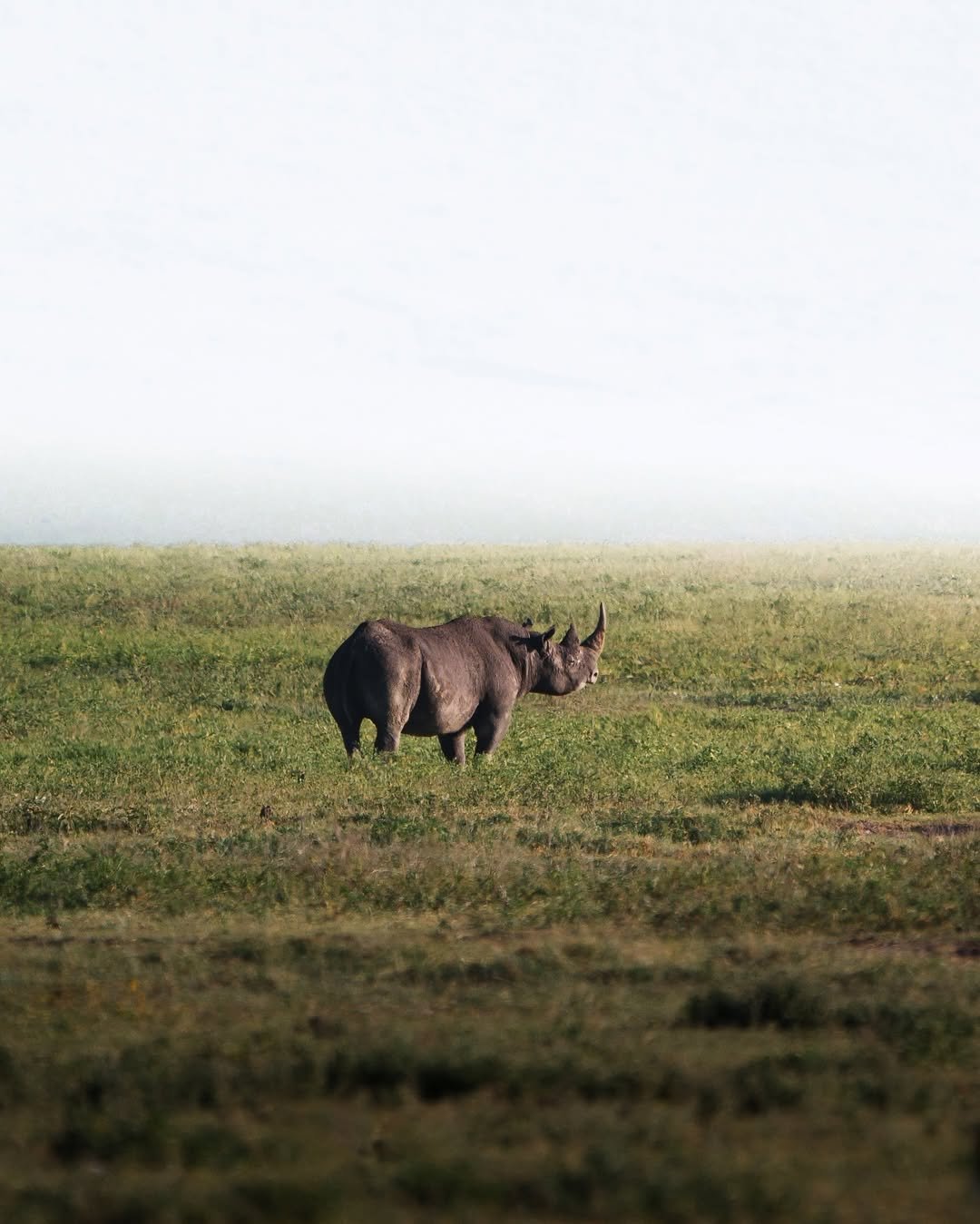 Safari Tour 'Suni': 2-Day Lake Manyara & Ngorongoro (Value) — photo 4