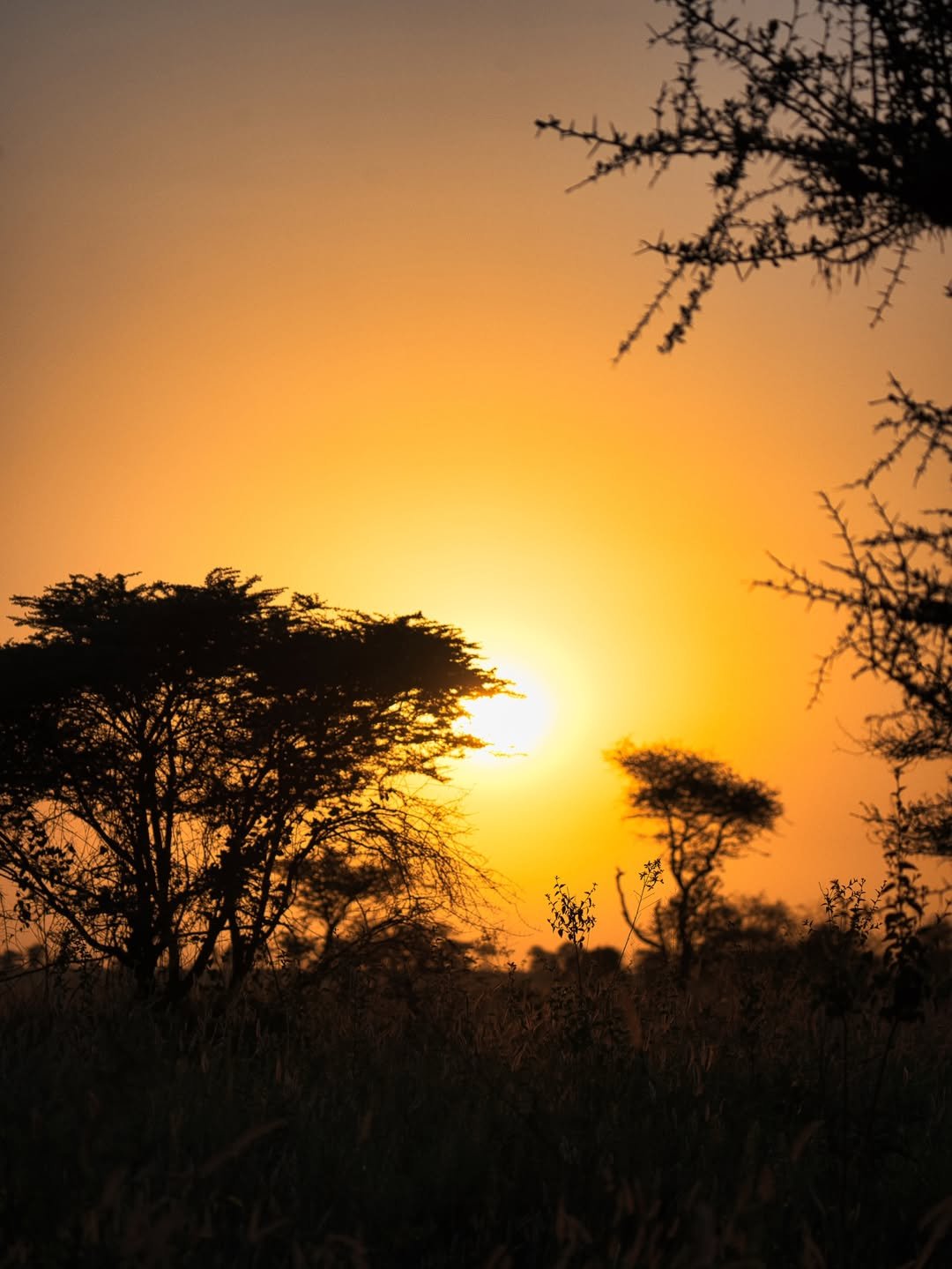 Game-drive & Bush Walk in Tarangire and Ngorongoro — photo 3