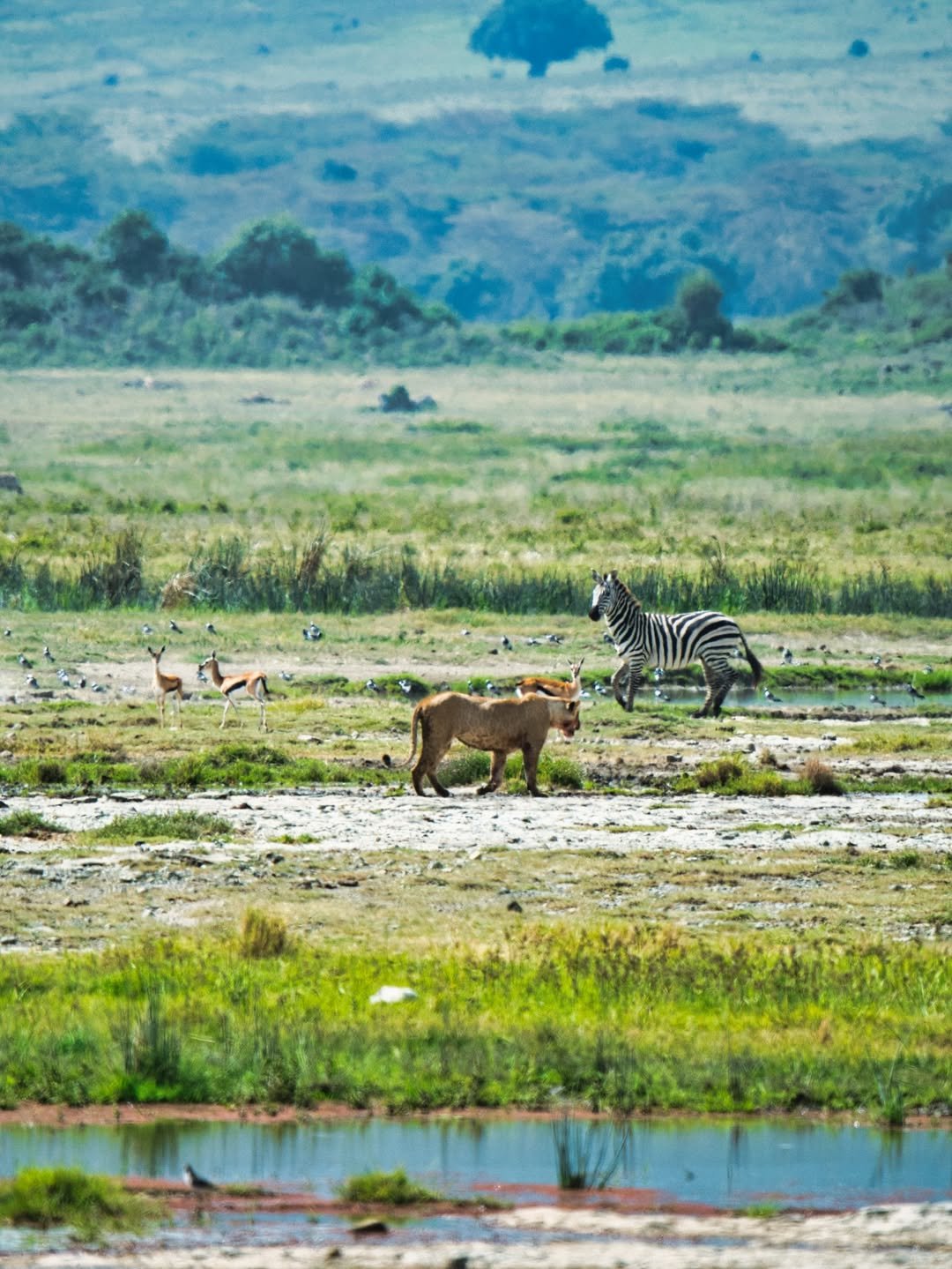 Tarangire, Ngorongoro & Calving Season in Ndutu — photo 2