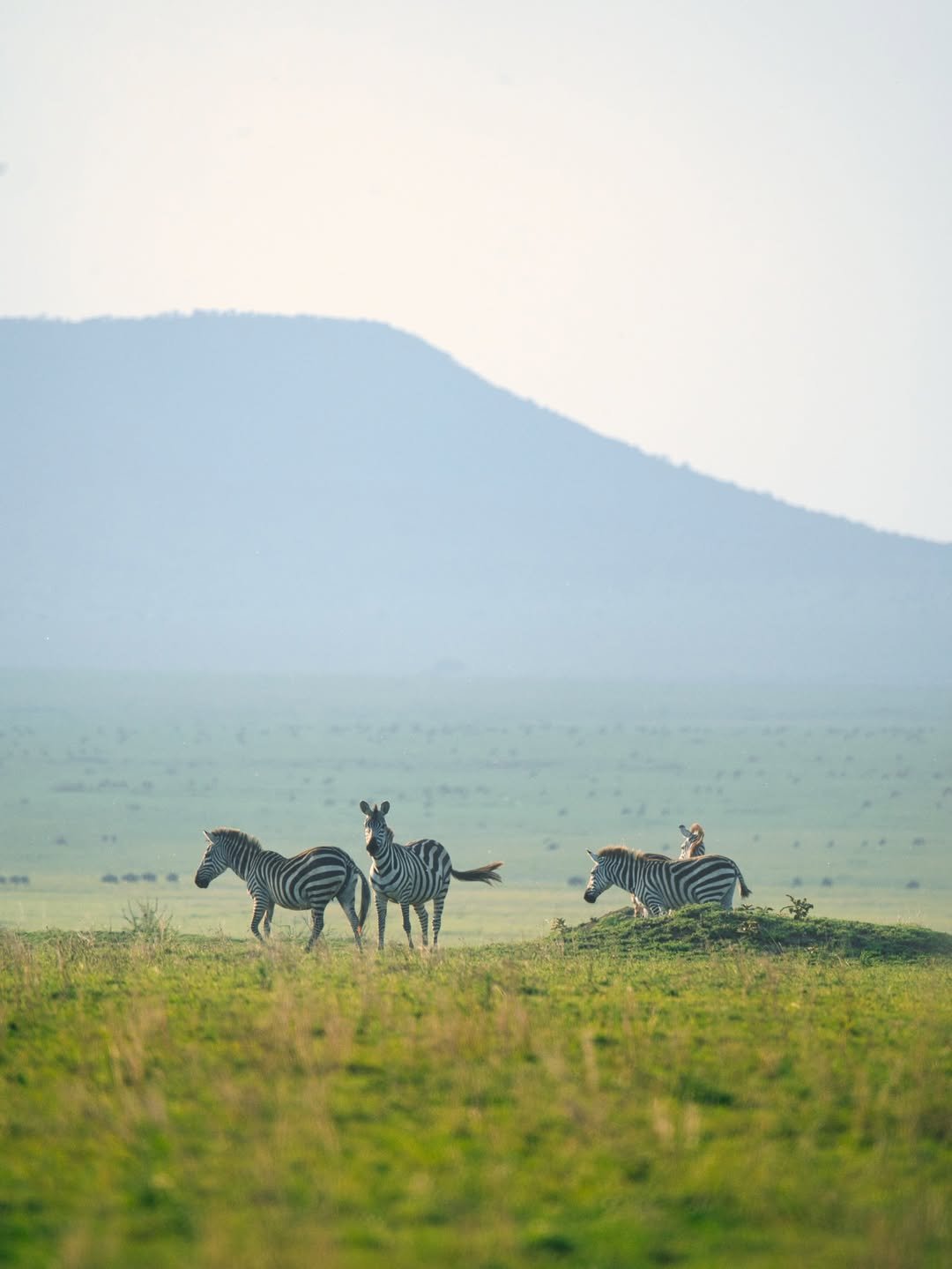 Tarangire, Ngorongoro & Calving Season in Ndutu — photo 3