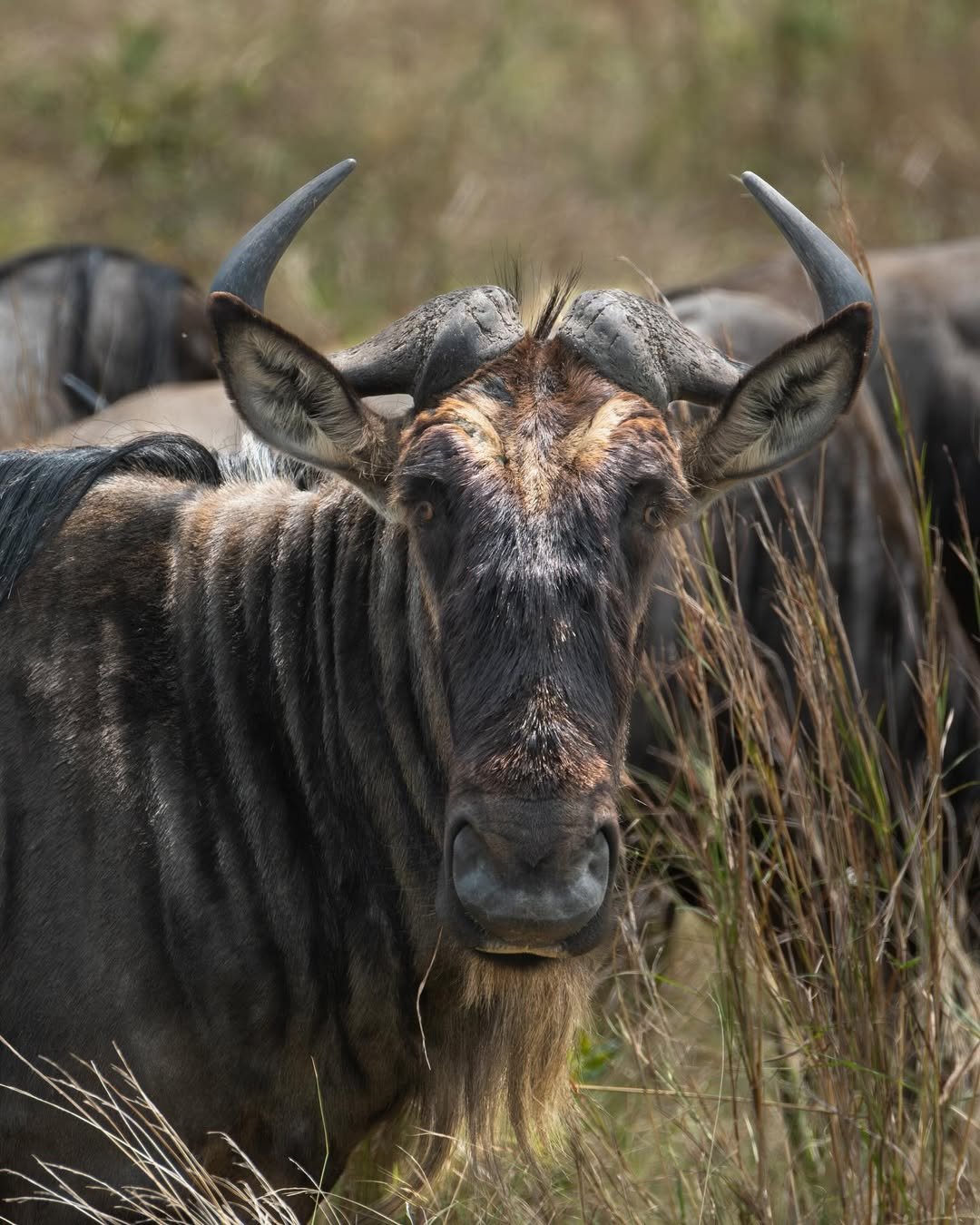 Tarangire, Ngorongoro & Calving Season in Ndutu — photo 4