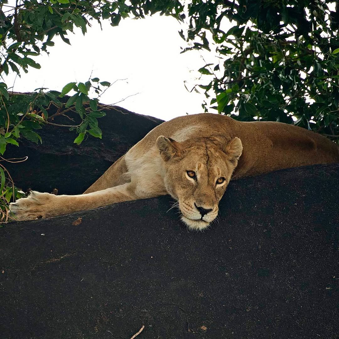 Tarangire to Ndutu & Serengeti – Wildebeest Calving & Big Game — photo 2