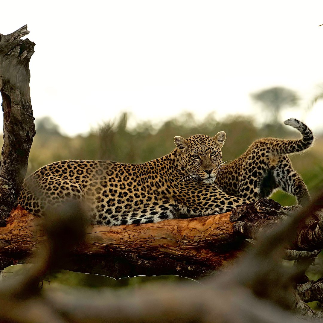 Tarangire to Ndutu & Serengeti – Wildebeest Calving & Big Game — photo 3