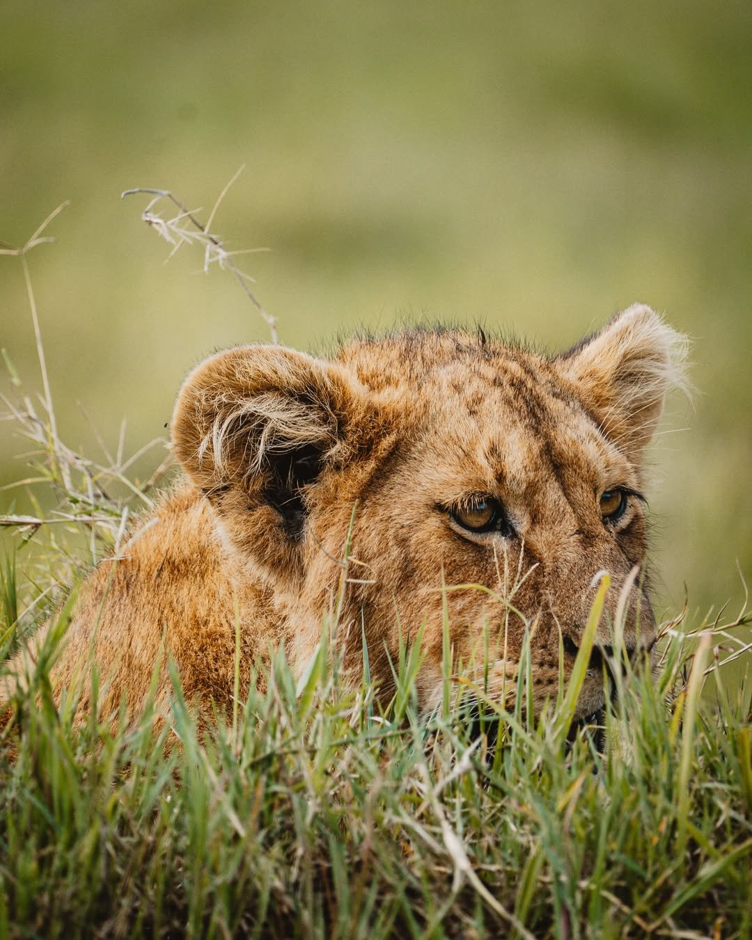 Safari Tour 'Topi': 6-Day Manyara, Ngorongoro & Serengeti — photo 2