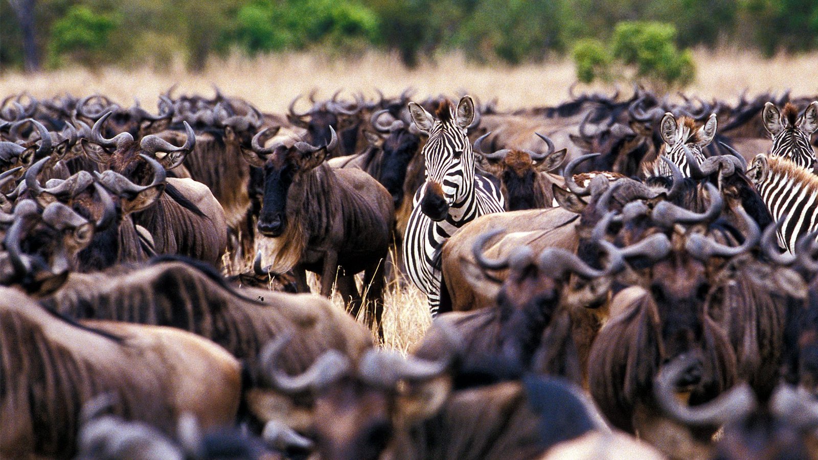 Witness the Great Migration in Northern Serengeti — photo 2