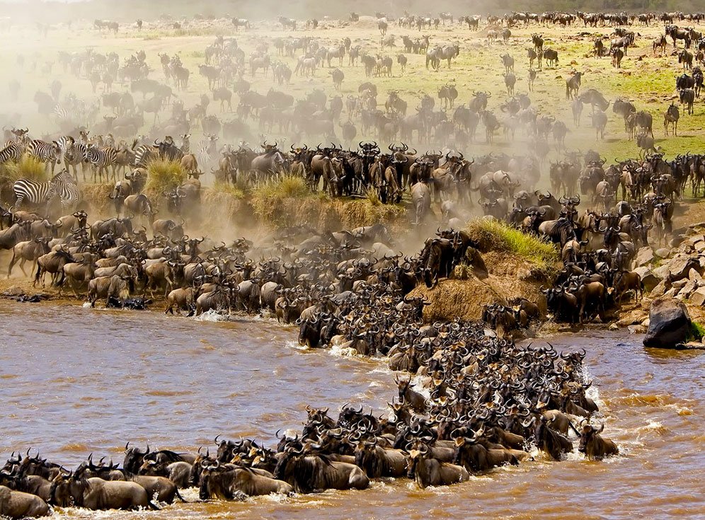 Witness the Great Migration in Northern Serengeti — photo 3